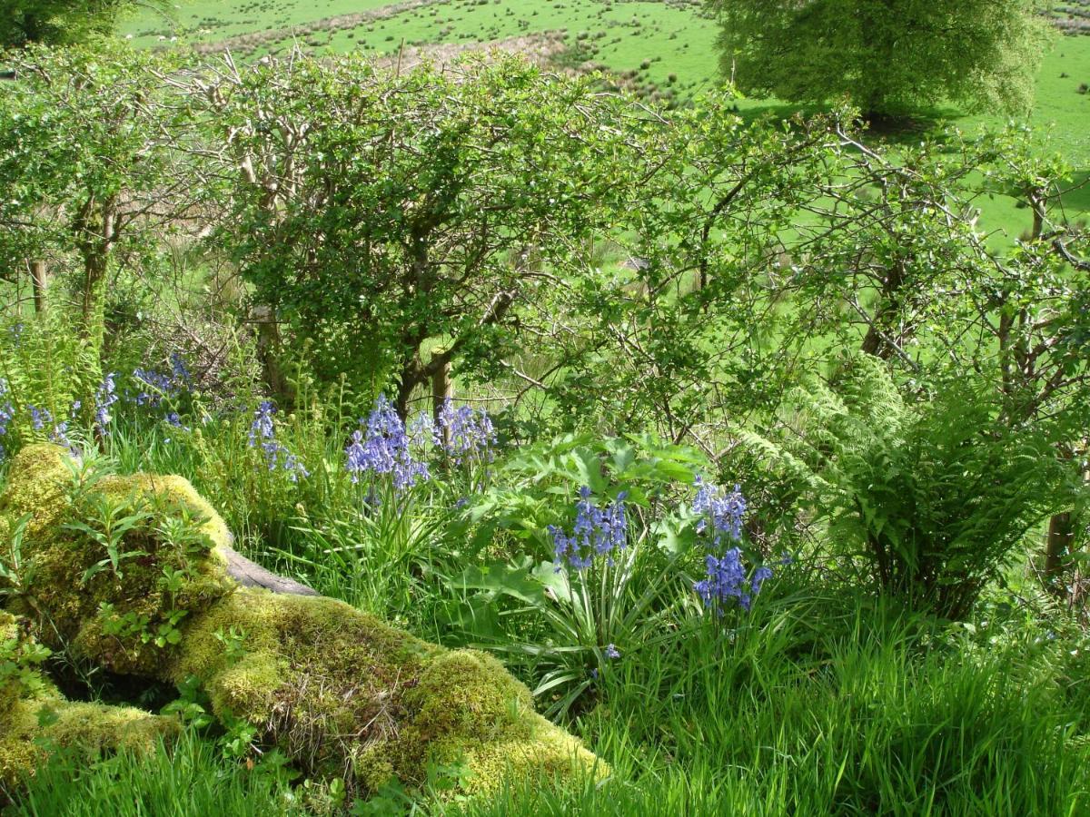 The Clochfaen Bed & Breakfast Llangurig Exterior photo